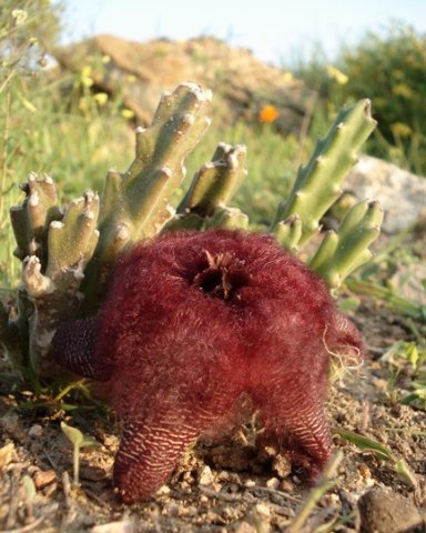 Stapelia hirsuta var. hirsuta green stems